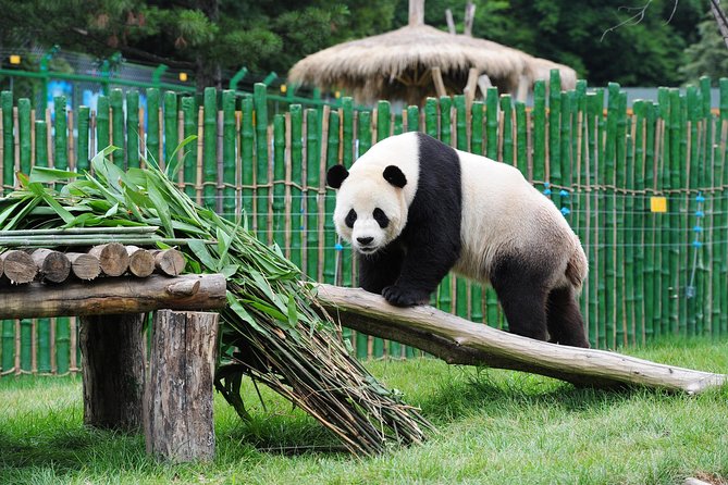 Beijing Historical Tour II including Summer Palace, Lama Temple & Panda Garden - Summer Palace grounds: Cixi’s rebuild and the lake-and-pavilion vibe