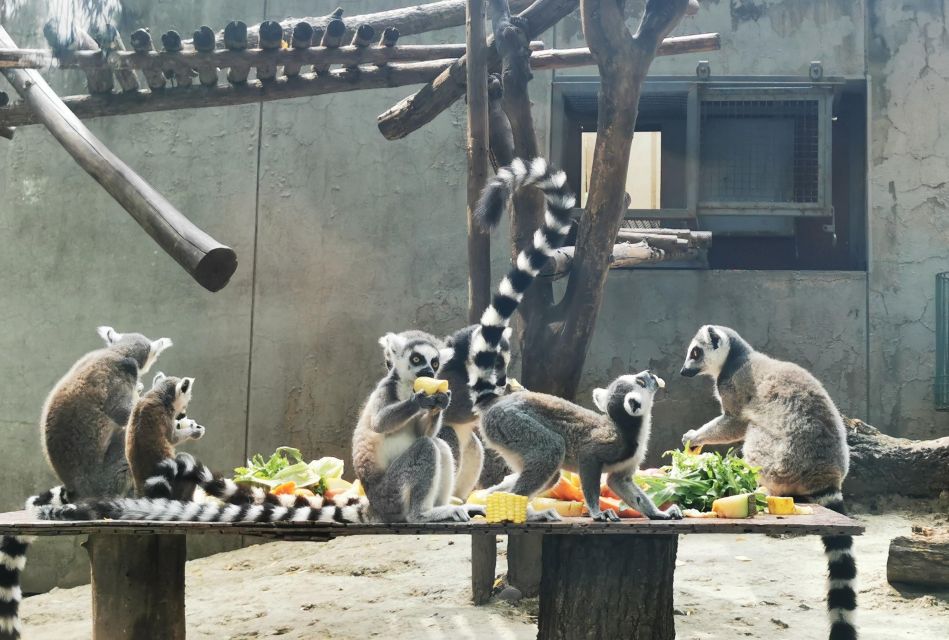 Beijing: Temple of Heaven, Panda House & Summer Palace Tour - Who should book this Beijing highlights day