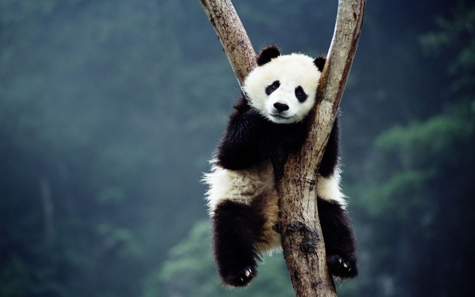 Beijing: Temple of Heaven, Panda House & Summer Palace Tour - Should you book this tour?