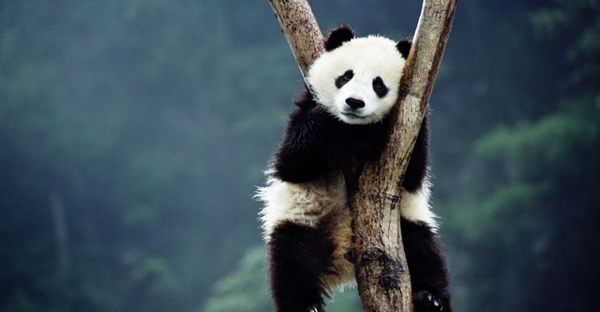 Beijing: Temple of Heaven, Panda House & Summer Palace Tour - Lunch break: a real pause before the Temple of Heaven