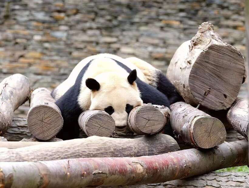Beijing: The Beijing Zoo Entry Ticket with Pandas - Beijing Zoo Ticket Value: What $6 Buys You (and What It Doesn’t)