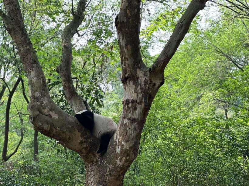Beijing: The Beijing Zoo Entry Ticket with Pandas - Your 3-Hour Game Plan: Panda House First, Then a Real Zoo Loop
