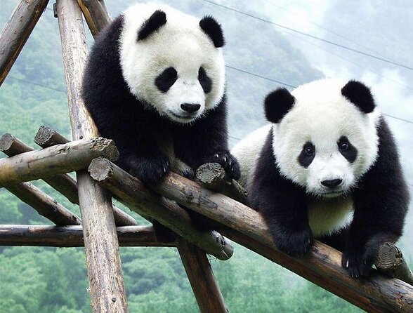 Chengdu: Giant Panda Breeding Research Base Ticket - Key things worth knowing before you go