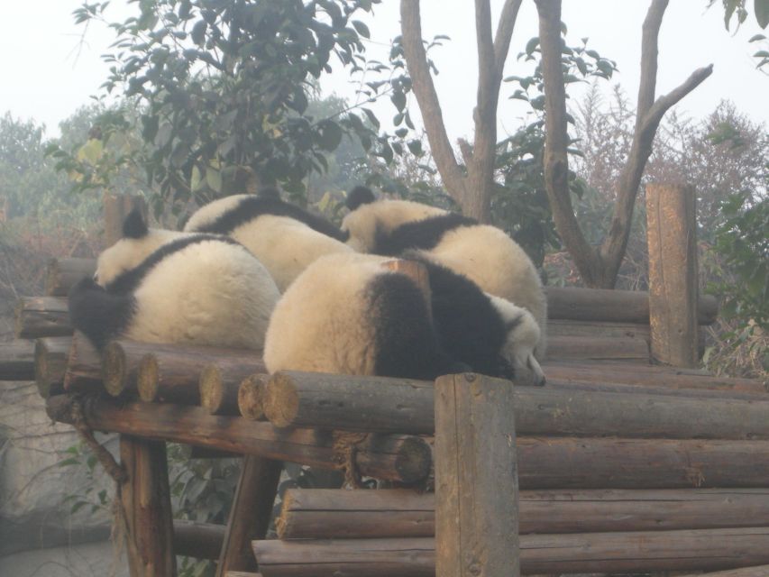 Chengdu: Giant Panda Breeding Research Base Ticket - Best fit: who should book this panda base entry