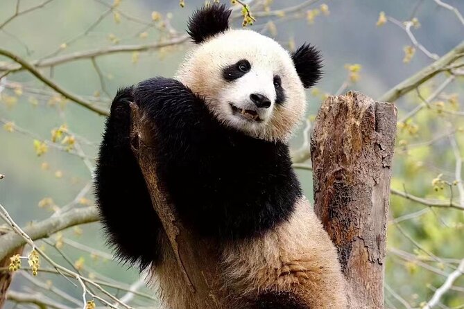 Chengdu: Giant Panda Breeding Research Base Ticket - Giant Panda Breeding Research Base: why this half-day feels special
