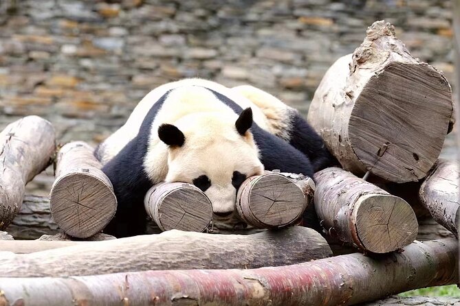 Chengdu: Giant Panda Breeding Research Base Ticket - Your 5–7 hour plan: how the timing really works