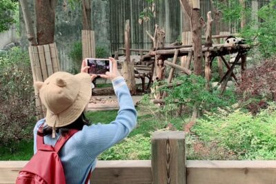 Chengdu: Giant Panda Breeding Research Base Ticket - Getting in smoothly: tickets, passport entry, and avoiding the ticket scramble