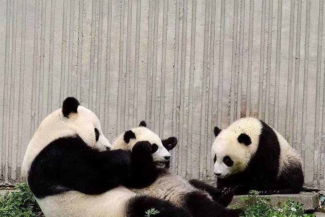 Chengdu: Giant Panda Breeding Research Base Ticket - Inside the base: your self-guided 3 hours that actually make sense