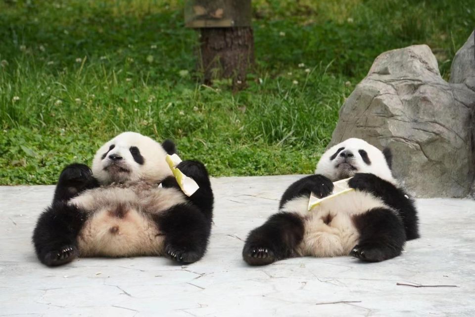 Chengdu: Giant Panda Breeding Research Base Ticket - The morning rule: when pandas are most active