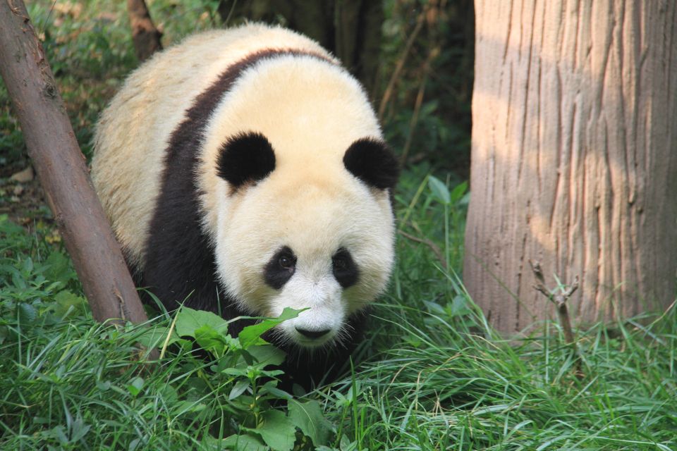 Chengdu: Giant Panda Breeding Research Base Ticket - More than pandas: using the day to your advantage