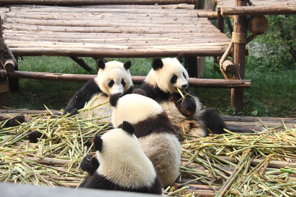 Chengdu: Giant Panda Breeding Research Base Ticket - Crowds, shuttles, and walking choices once you’re inside