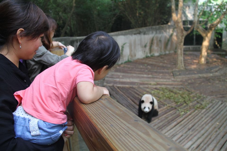 Chengdu: Giant Panda Breeding Research Base Ticket - Price and value: is $15 really a good deal?