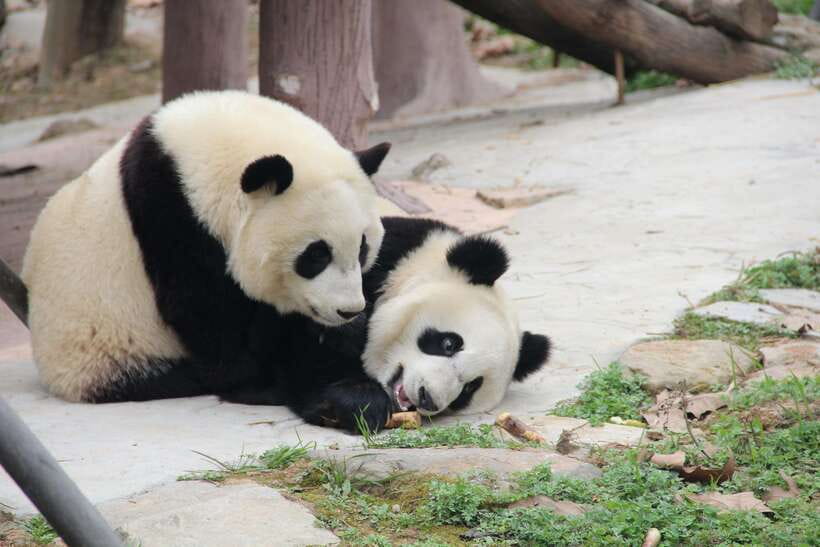 Chengdu: Leshan Buddha Optional Tours w/ Transfer or Guide - Why the Leshan Giant Buddha is a true Chengdu day-trip goal