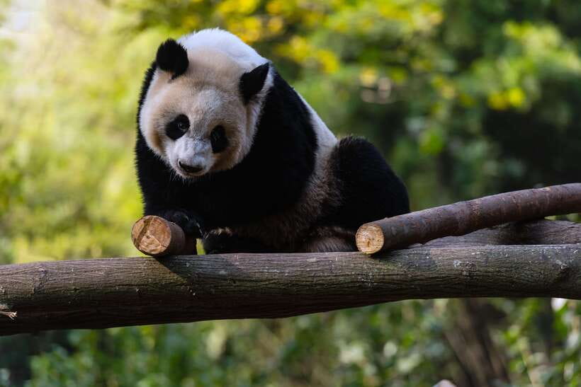 Chengdu: Leshan Buddha Optional Tours w/ Transfer or Guide - The Giant Buddha mountain visit: 3 hours of walking with payoff