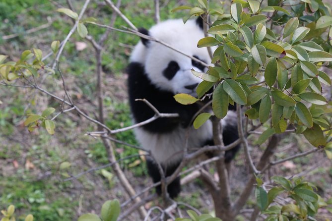 Dujingyan Panda Sanctuary Half day tour option panda volunteer - Dujiangyan Panda Base in the Morning: Why Timing Matters