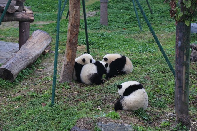 Dujingyan Panda Sanctuary Half day tour option panda volunteer - What the Guide Adds When You’re Watching Pandas Feed