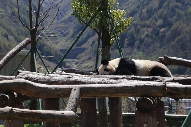 Dujingyan Panda Sanctuary Half day tour option panda volunteer - Half-Day vs Full-Day: Dujiangyan Panda Base or Wolong Giant Panda Nature Reserve