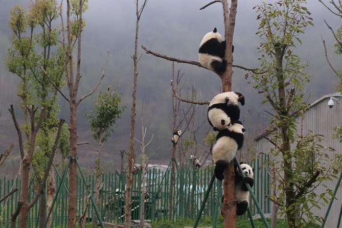 Dujingyan Panda Sanctuary Half day tour option panda volunteer - Hotel Pickup and a Max-15 Group Ride to the Country