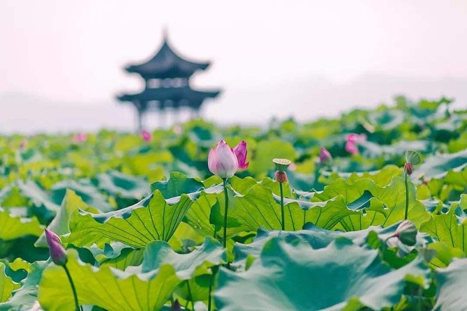 Flexible Hangzhou Private Tour from Shanghai by Bullet Train - Bullet train day trip: the real rhythm of Shanghai to Hangzhou
