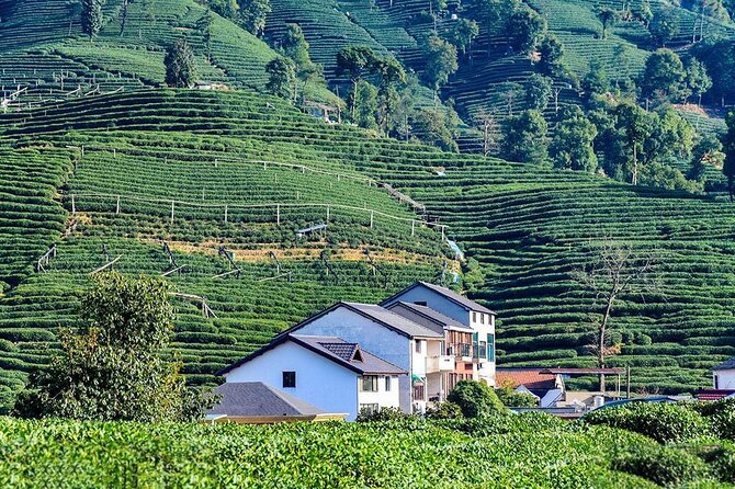 Flexible Hangzhou Private Tour from Shanghai by Bullet Train - West Lake (Xi Hu): walking views plus a calmer boat option