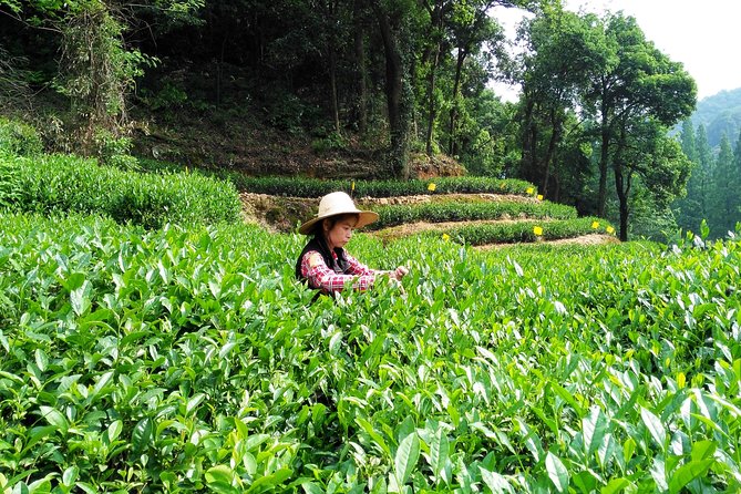 Hangzhou Private Customized Day Trip from Shanghai by Bullet Train - Feilai Peak (Flying from Afar): caves, limestone hills, and a “wow” first impression