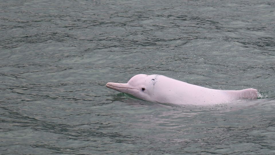Hong Kong: Dolphin Cruise, Big Buddha & Lantau Island Tour - Key Highlights You’ll Actually Notice