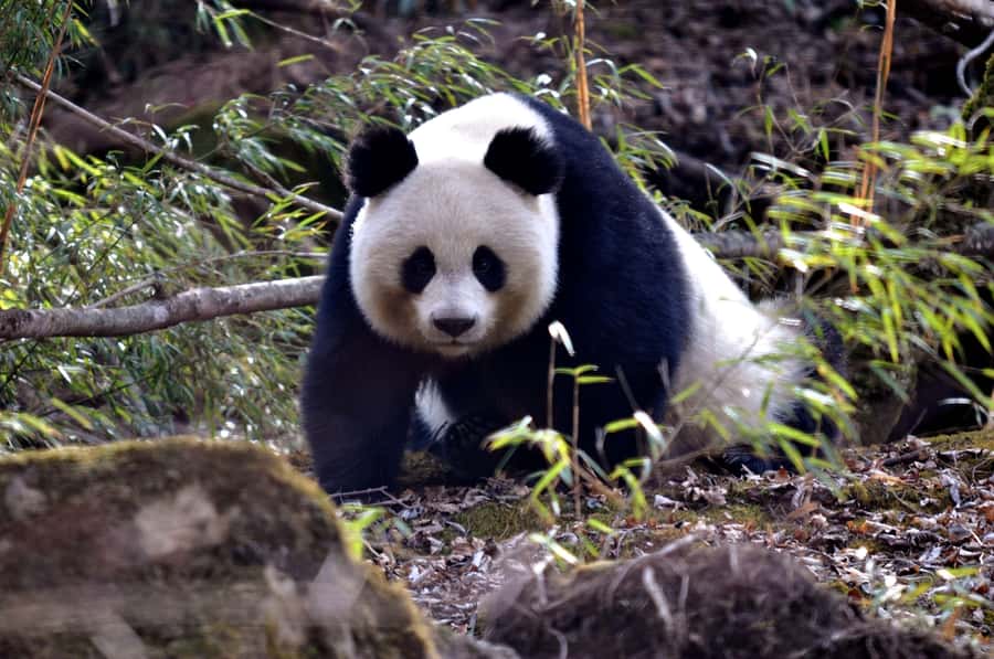 Leshan Grand Buddha Scenic Area and Panda Park Day Tour - Getting From Chengdu: Pickup, Drive Time, and How the Day Feels