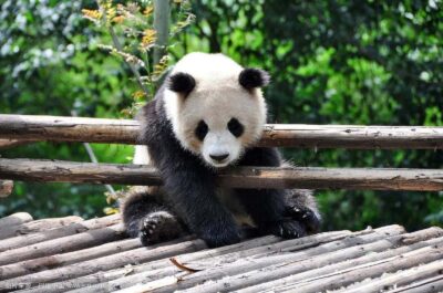 Leshan Grand Buddha Scenic Area and Panda Park Day Tour - Panda Base First: What 2 to 3 Hours Really Lets You Do