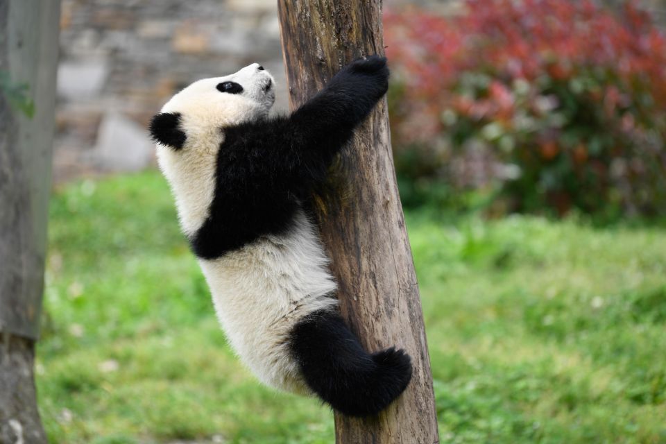 Leshan Grand Buddha Scenic Area and Panda Park Day Tour - Crowd and Comfort Reality: When Holidays Change the Day