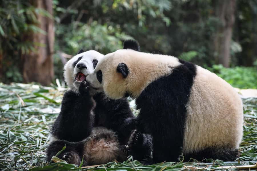 Leshan Grand Buddha Scenic Area and Panda Park Day Tour - Price and Value: Does $116 Add Up?