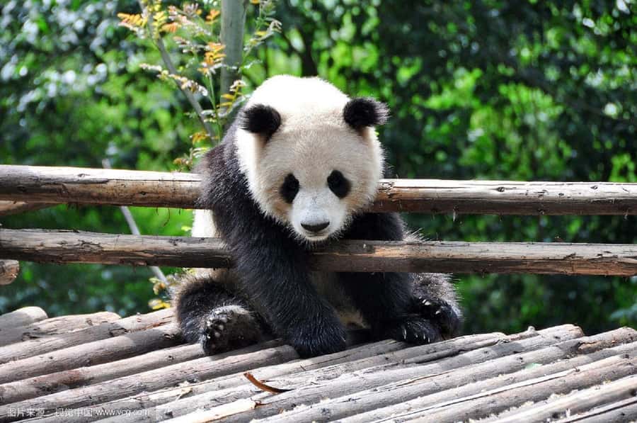 Leshan Grand Buddha Scenic Area and Panda Park Day Tour - Panda Base First: What 2 to 3 Hours Really Lets You Do