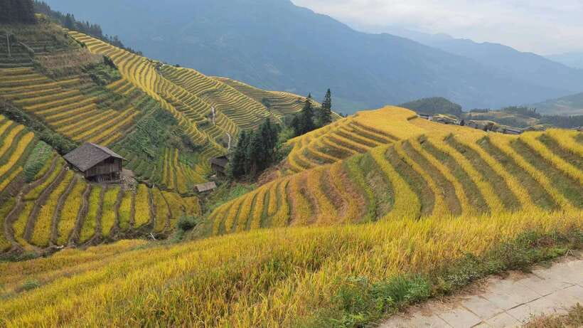 Longji Rice Terraces: Full-Day Private Tour from Guilin - Choosing the Private-Guide vs Self-Guided Option