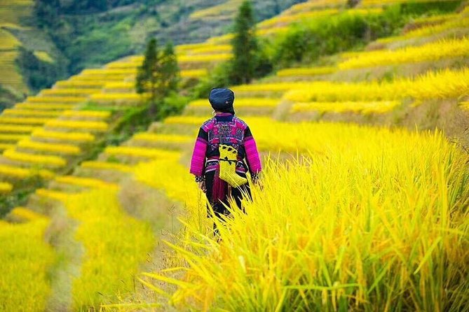 Longji rice terraces & minority villages private day tour - Guides, communication, and why your expectations matter