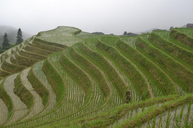Longji Rice Terraces with Minority Village Private Day Tour - Getting to Longji: the ride matters more than you think