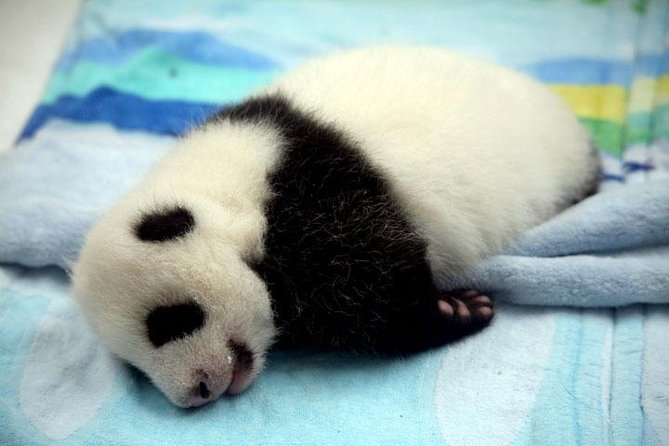 Private Chengdu Day Tour: Giant Pandas and Jinsha Site Museum - A Chengdu Day Plan That Combines Nature, Streets, and Artifacts
