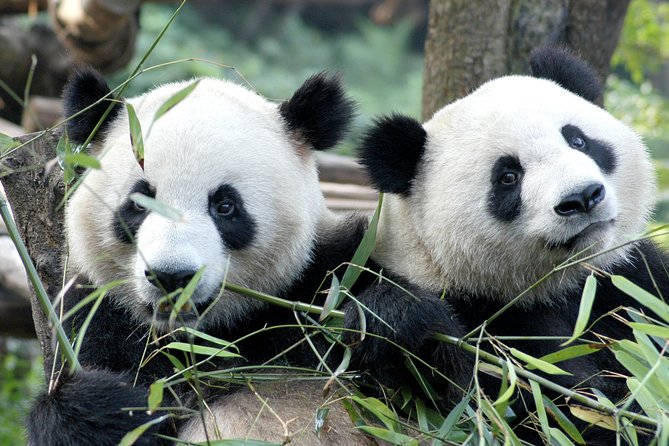 Private Half-Day Chengdu Panda Breeding Center Tour with Optional Volunteer - Key highlights worth planning for