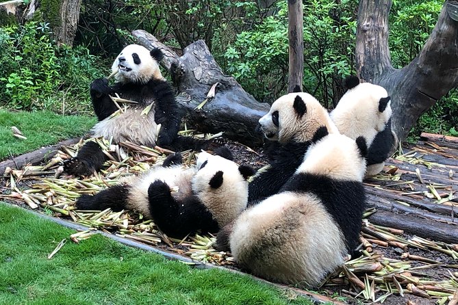 Private Half-Day Chengdu Panda Breeding Center Tour with Optional Volunteer - Price and logistics: the $87 value equation