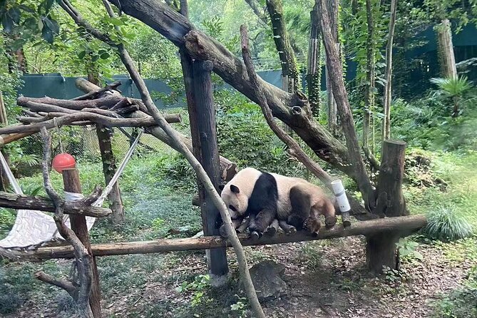 Private Zhujiajiao Water Town Tour with Shanghai Zoo and Panda - Why this panda-and-water-town combo is a smart use of time