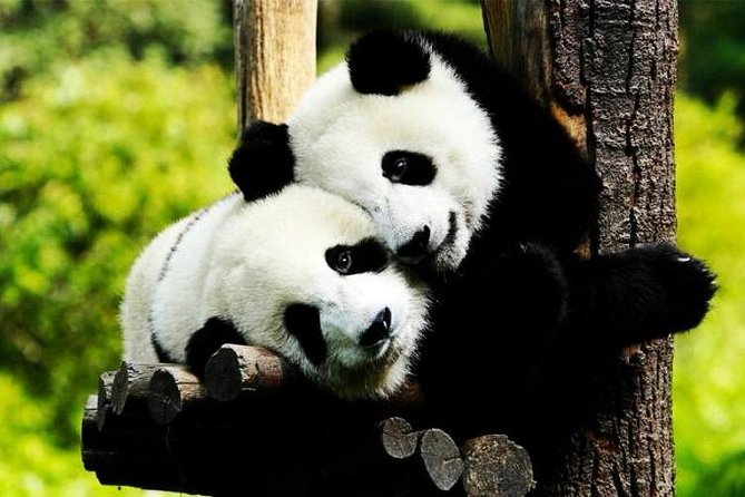 Private Zhujiajiao Water Town Tour with Shanghai Zoo and Panda - The car ride you actually need between stops