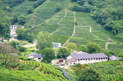 Shanghai: Private Guided Tour to Hangzhou by Bullet Train - Longjing Tea Plantation and Tea Tasting: More Than a Photo Stop