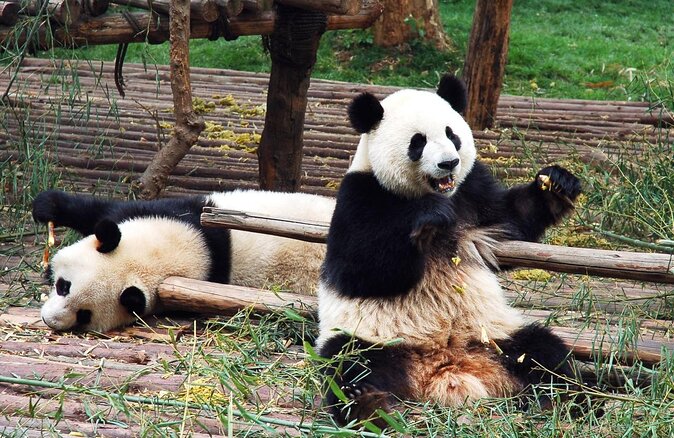 Visiting Dujiangyan Yaan Wolong Panda Base Optional Volunteering - Key Highlights Worth Caring About