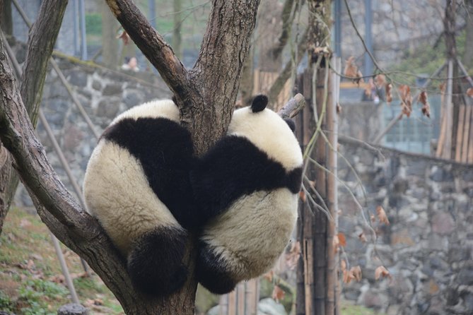 Visiting Dujiangyan Yaan Wolong Panda Base Optional Volunteering - Where You Go: Dujiangyan, Ya’an Bifengxia, or Wolong