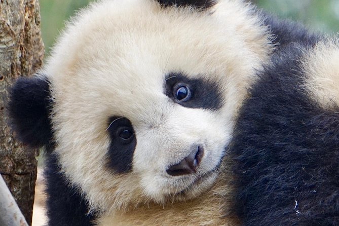Visiting Dujiangyan Yaan Wolong Panda Base Optional Volunteering - Guide Makes the Difference: Why English and Names Matter